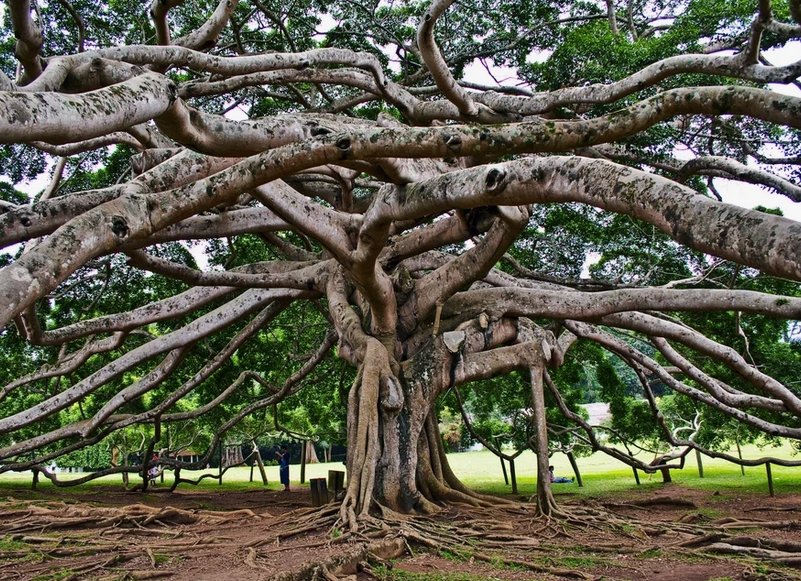 Королевский ботанический сад