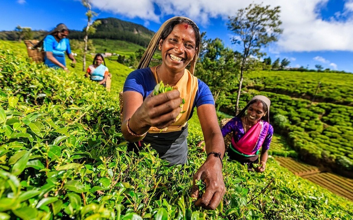 Сбор чая на плантации